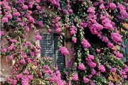 Bougainvillea glabra