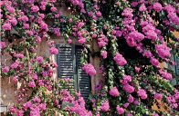 Bougainvillea glabra