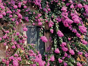 Bougainvillea glabra