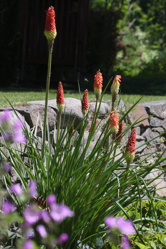 kniphofie